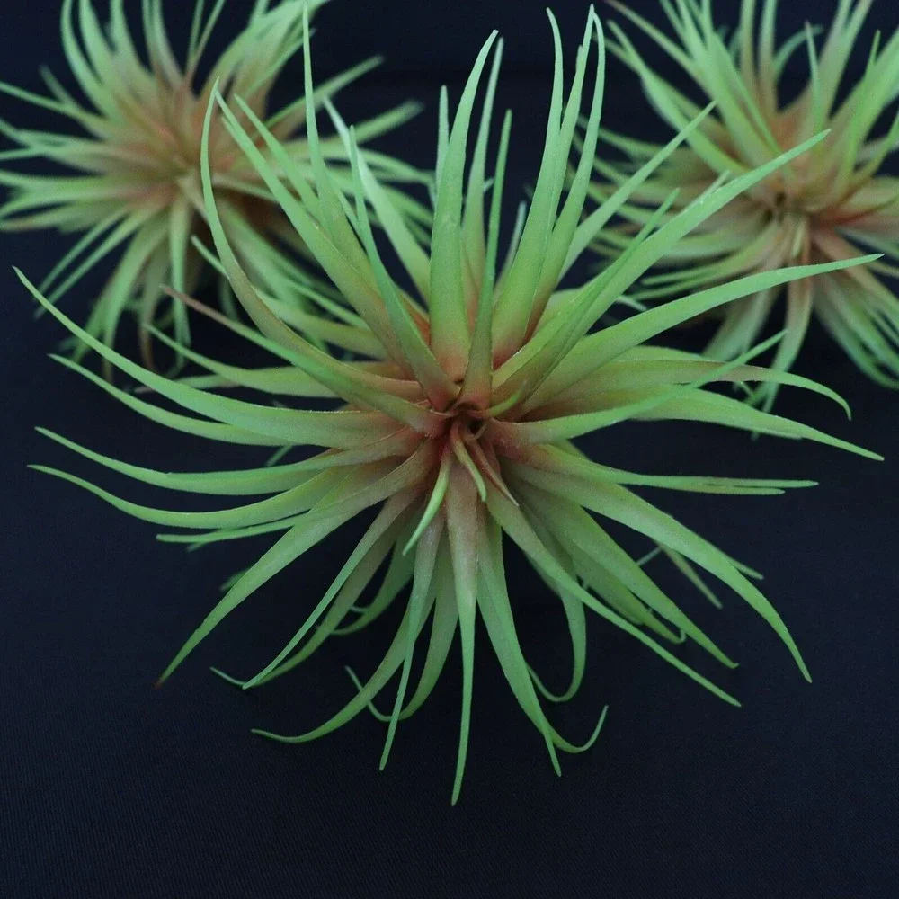 Lot of 5 - Tillandsia Air Plant Picks 7